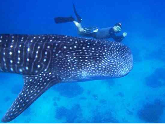 大きな生き物の画像を貼るトピ