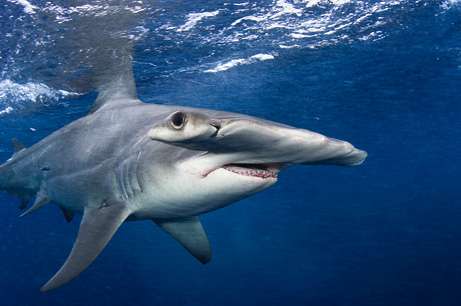 大きな生き物の画像を貼るトピ