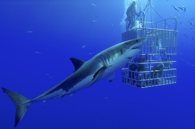 【閲覧注意?】ちょっと怖い生き物が好きな方