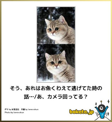 ペットの珍芸