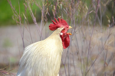 コテハンを有名人にして、ブレないコメントをするトピ