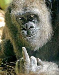 【画像】人間すぎる動物の画像を貼ろう！
