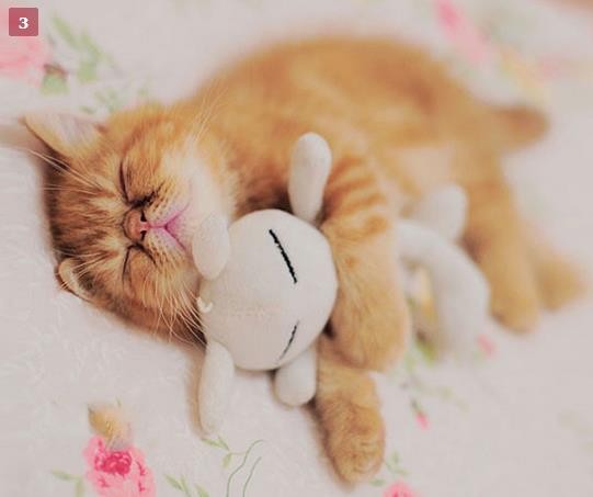 【画像】かわいいと思ったらプラス。