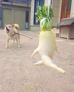 おもしろ画像をみんなで笑うトピ