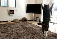 コテハンを有名人にして、ブレないコメントをするトピ