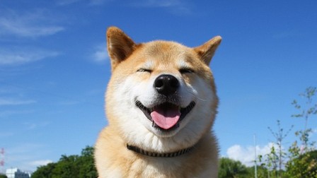 【世界一有名】柴犬まるの人気がすごい！Instagramまとめ☆ | ANIMALive