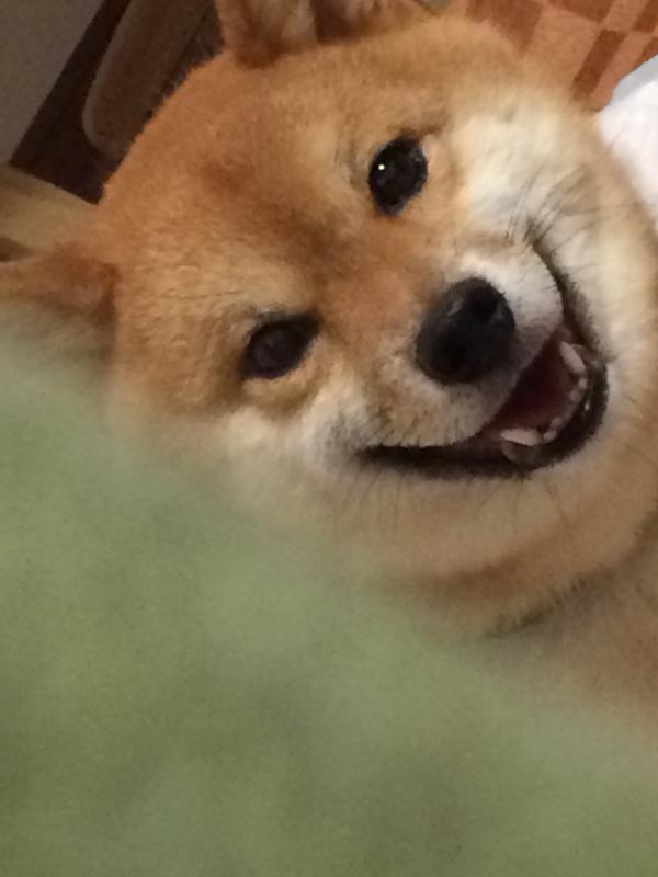柴犬を隠し撮りした結果ｗ