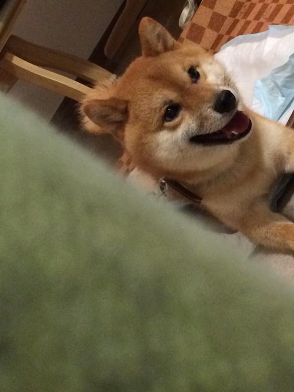 柴犬を隠し撮りした結果ｗｗｗｗｗｗｗｗｗｗｗｗｗｗｗ:ハムスター速報