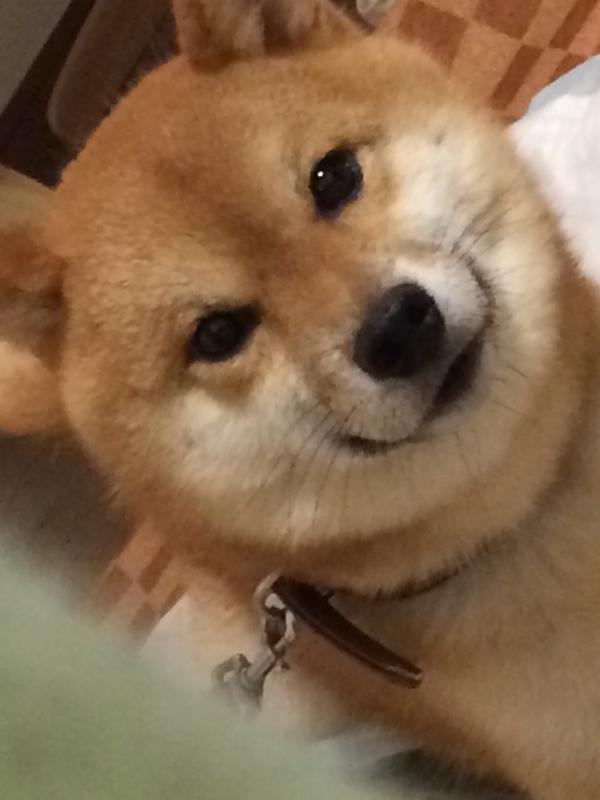 柴犬を隠し撮りした結果ｗ