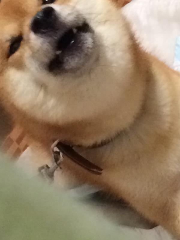 柴犬を隠し撮りした結果ｗ