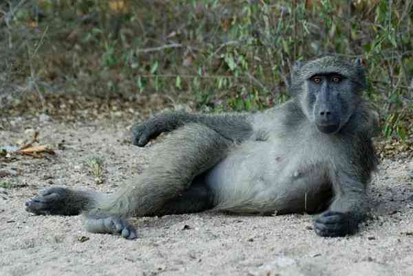 【画像】人間すぎる動物の画像を貼ろう！
