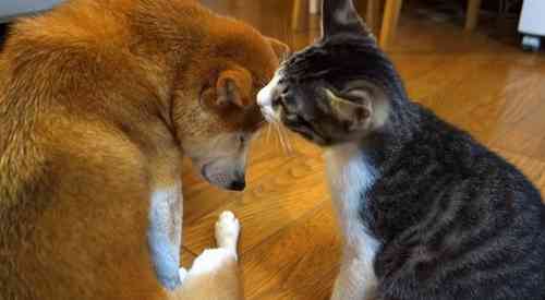 あなたは犬派?ねこ派?