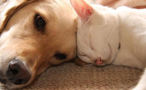あなたは犬派?ねこ派?