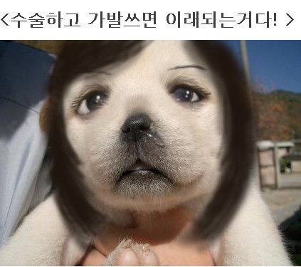 犬も“おめめパッチリ”にしたい！？韓国でペットの整形ブーム