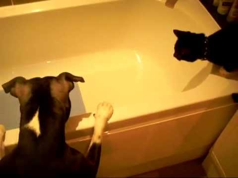 Dog baths cat (Original) - YouTube
