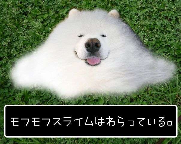 【画像】世界モフモフ選手権!