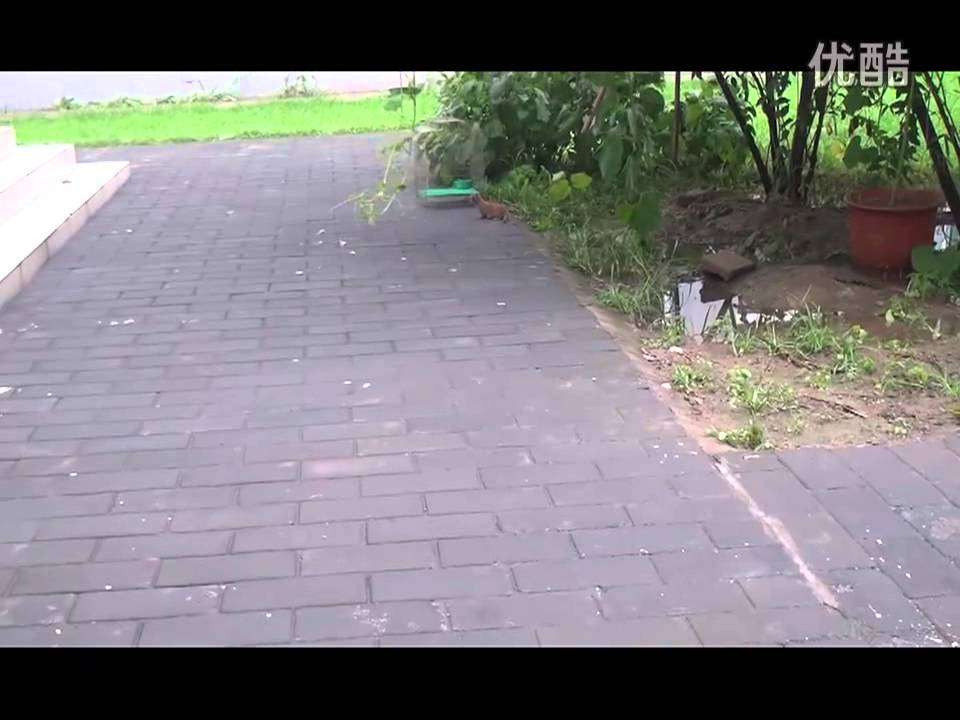 猫とイタチ_ - YouTube