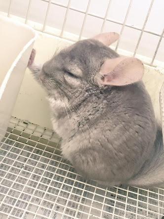 【画像】人間すぎる動物の画像を貼ろう！