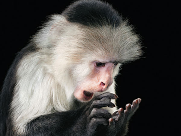 【画像】人間すぎる動物の画像を貼ろう！