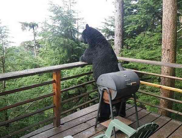 【画像】人間すぎる動物の画像を貼ろう！