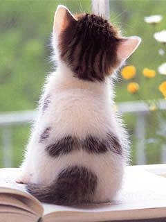 【画像】かわいいと思ったらプラス。