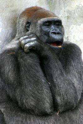 【画像】人間すぎる動物の画像を貼ろう！