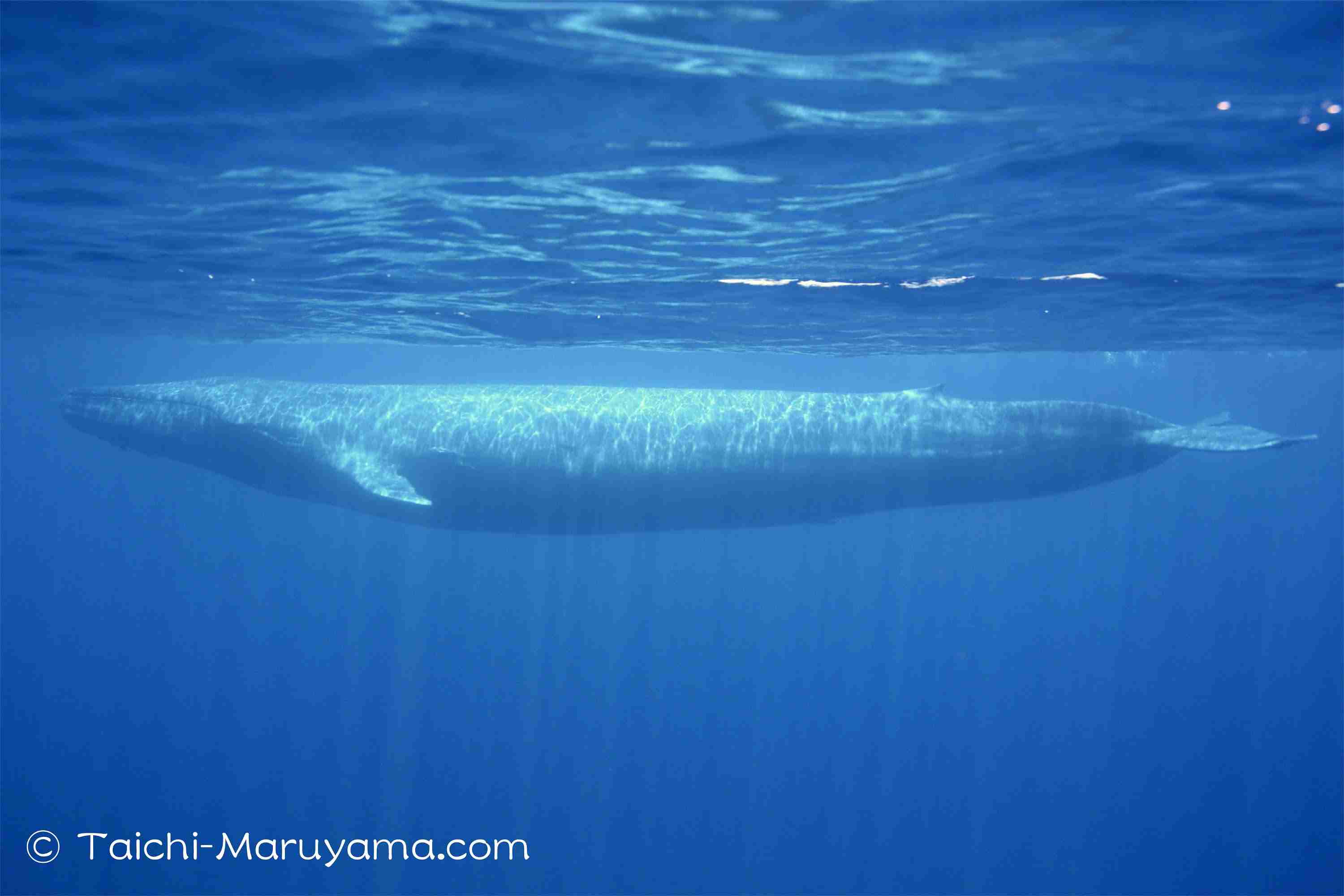 大きな生き物の画像を貼るトピ