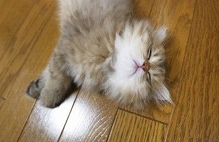 猫のためにエアコンを27度でつけっ放しにしたらむしろ電気代が下がった!!　ダイキン工業「あり得る」 : 〓 ねこメモ 〓