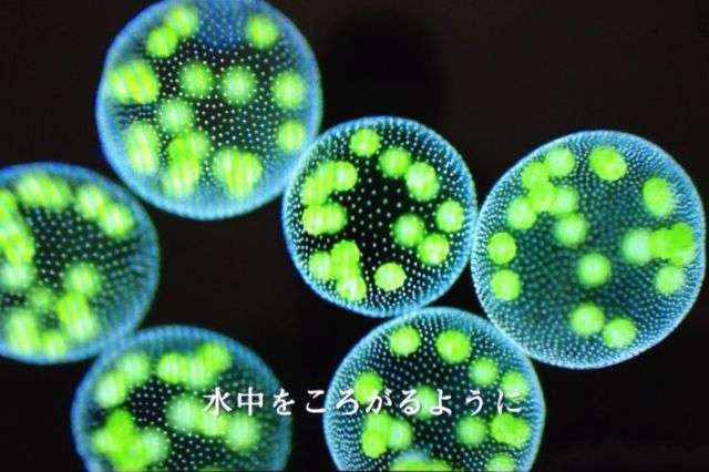 【写真】顕微鏡からのぞいた世界