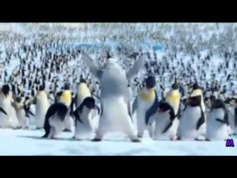 The Penguin Song   Happy Birthday - YouTube