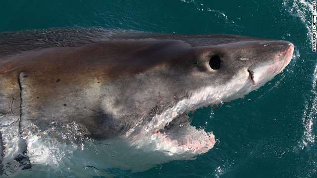 オーストラリアでサメ駆除作戦！172匹を捕獲、50匹を殺処分に