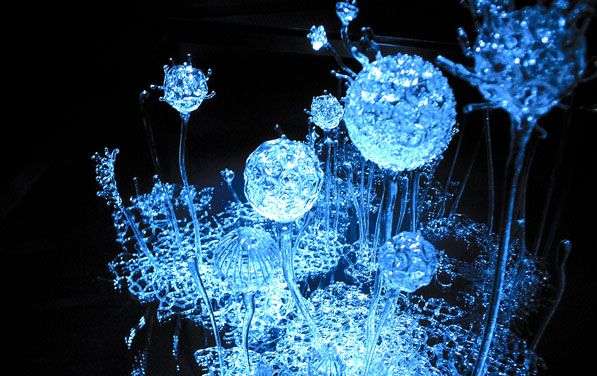 【写真】顕微鏡からのぞいた世界