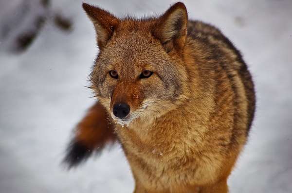 【閲覧注意?】ちょっと怖い生き物が好きな方