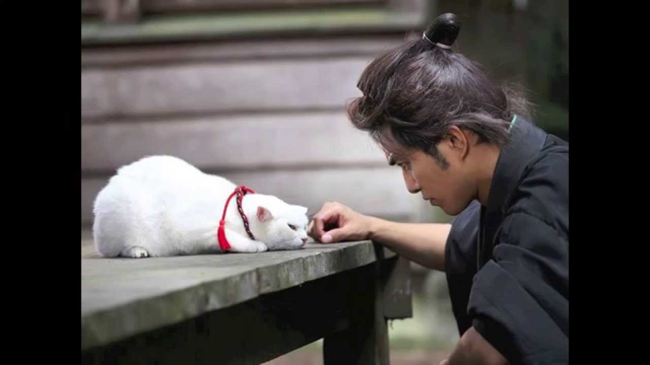 あたし、ねこ 猫侍Ver. - YouTube