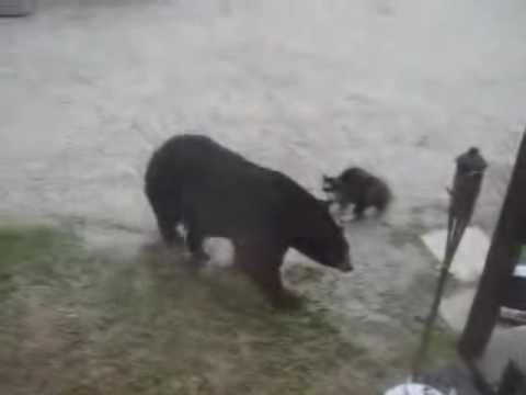 熊に勝つ猫 - YouTube