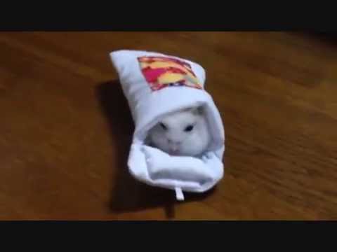 スマホお布団を手に入れたのでハムスターに使ってもらった - YouTube
