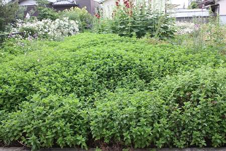 おすすめの家庭菜園！！