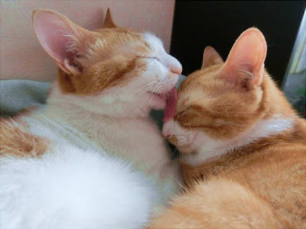 多頭飼いしている人