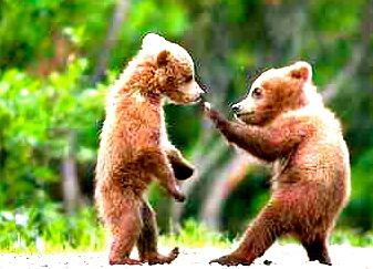 『◯◯だもの』というタイトルを付けて画像を貼るトピ