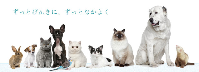 あなたは犬派?ねこ派?