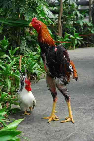 コテハンを有名人にして、ブレないコメントをするトピ