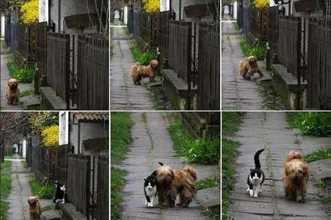 ちょっと意外な犬「猫」の仲？毎日同じ時間にお散歩デート！ : 不幸新聞