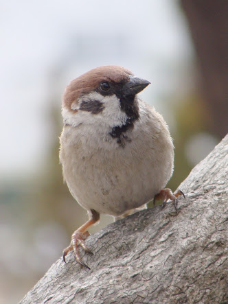 コテハンを有名人にして、ブレないコメントをするトピ