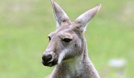 カンガルーが店で食べ物を万引き…ヨーグルト、チーズなどを自らの袋に詰めるも捕まる