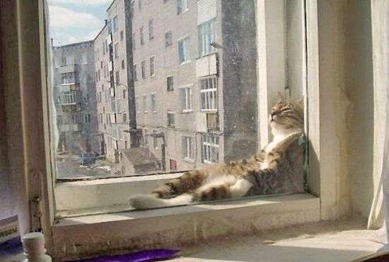 【画像】人間すぎる動物の画像を貼ろう！