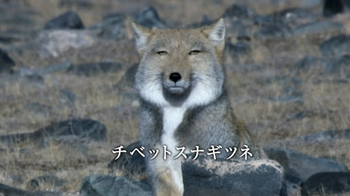 彼氏とあなた、動物に例えると??