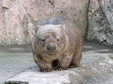 彼氏とあなた、動物に例えると??