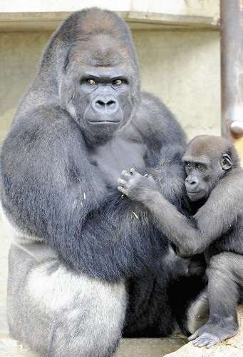 【閲覧注意?】ちょっと怖い生き物が好きな方