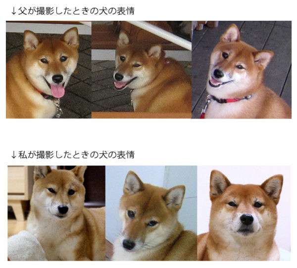 柴犬を隠し撮りした結果ｗ