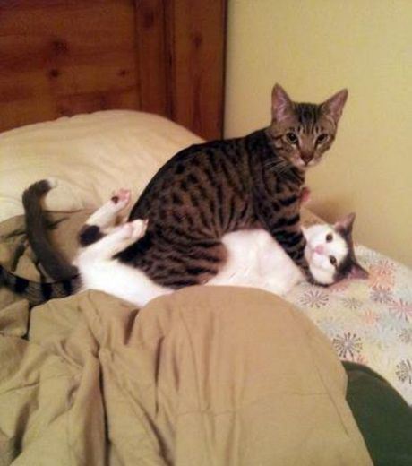 【画像】人間すぎる動物の画像を貼ろう！